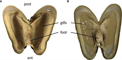 “There and back again” - Ultrastructural changes in the gills of Bathymodiolus vent-mussels during symbiont loss: Back to a regular filter-feeding epidermis